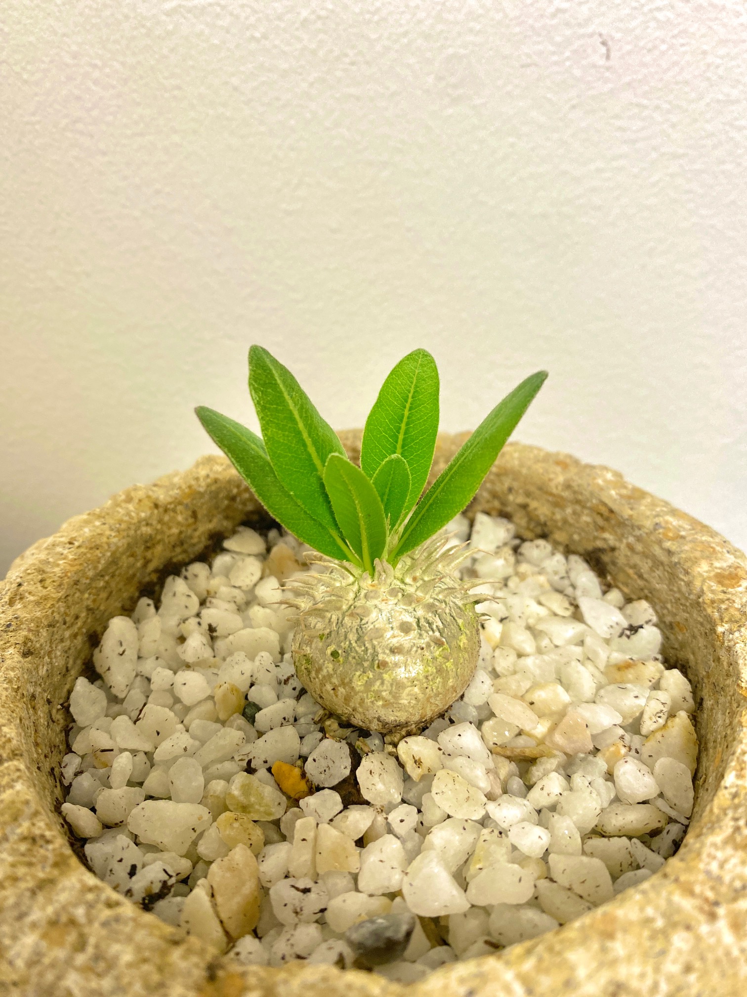 パキポディウム2022