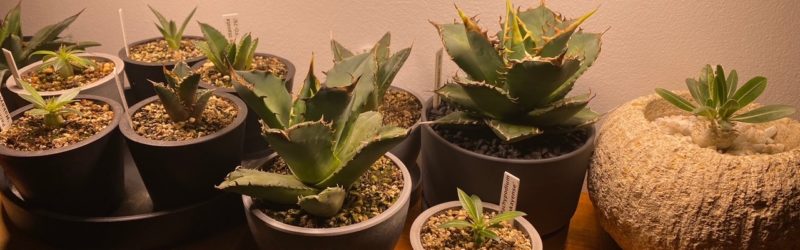 オフィス植物棚