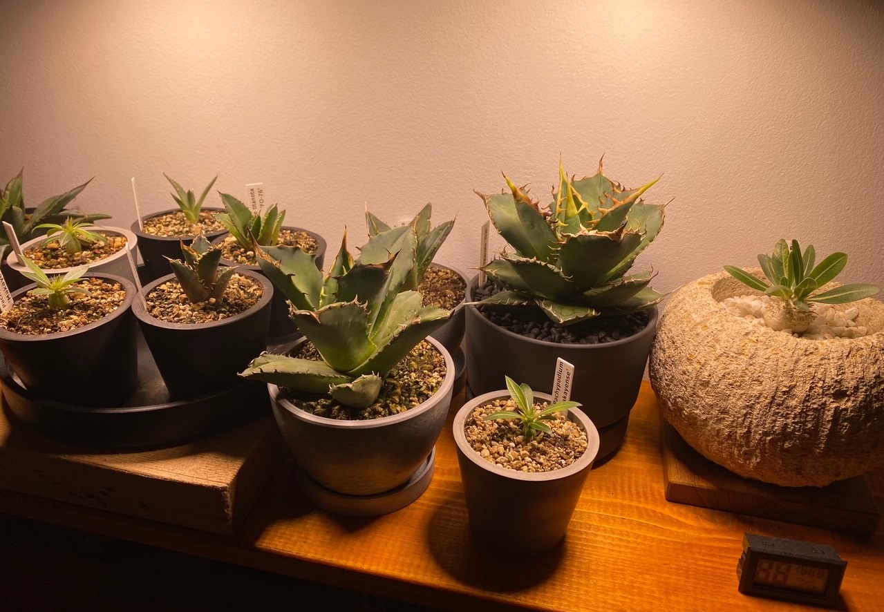 オフィス植物棚