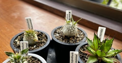 塊根植物アガベ