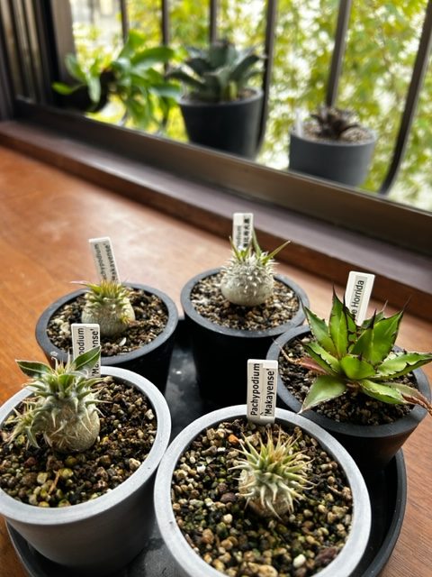 塊根植物アガベ