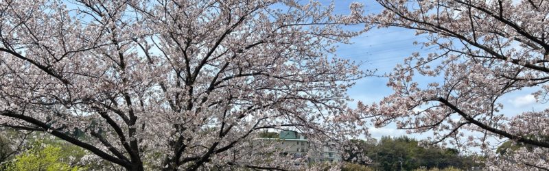 二ツ池桜
